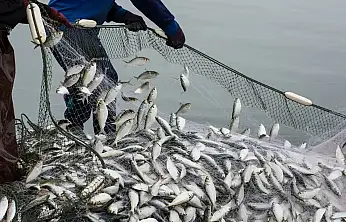 Su Ürünlerinde Yeni Dönem: Avcılık Sözleşmeli Üretime Geçiyor