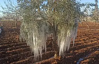 TARSİM'in 2026 Sigorta Kapsamı Belli Oldu: Prim Desteği Yüzde 70'e Çıkıyor