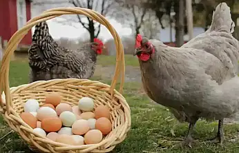 Tavuk Eti Üretimi Yüzde 7,9 Arttı