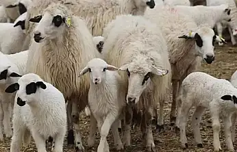 TİGEM, 1200 Küçükbaş Hayvanı İhaleyle Satışa Çıkarıyor