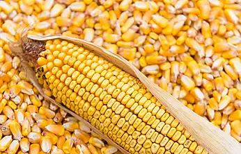 TİGEM, 1400 Ton İkinci Ürün Dane Mısırı İhaleyle Satışa Sunuyor