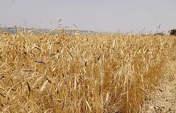 TİGEM'den 327 Ton Buğday Satışı: Açık Artırma 29 Ocak'ta