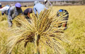 TMO'dan Çeltik Piyasasına Müdahale: Alımlar 26 Ocak'ta Başlıyor