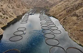 Üç Baraj Gölü Alabalık Yetiştiriciliğine Açıldı