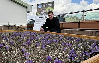 Ülkü Ocakları'ndan Örnek Proje: Terasta Safran Üretimi Başarıyla Tamamlandı