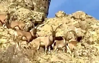 Vali Yavuz: 'Doğal Yaşamı Korumak Hepimizin Sorumluluğu'