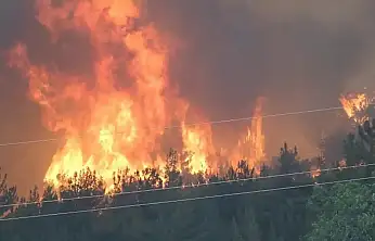 Yaralı yaban hayvanlarına ilk yardım uyarısı