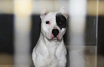 Yargıtay'dan pitbull cinsi köpek için emsal karar