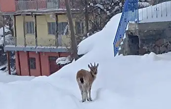 Yavru Dağ Keçisine Sıcak Bir Yuva