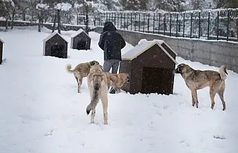 Yeni Hayvan Barınağı Hizmete Girdi