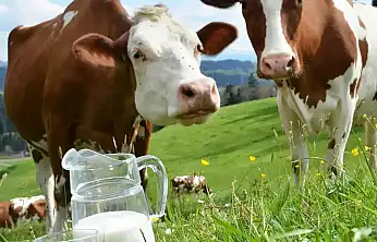 Yılın 11 Ayında Süt Ürünleri Üretimi Genel Olarak Arttı