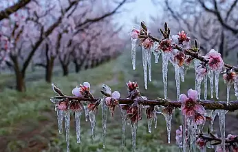 Zirai dondan etkilenen çiftçilere destek ödemesi hesaplara aktarıldı