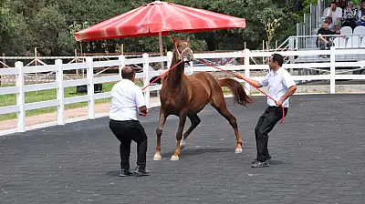 En Değerli Tay: 'Taşkın Kral'