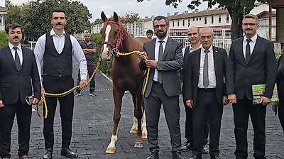 Malatya Sultansuyu'nda Tay İhalesi: 13 Tay 51,6 Milyon Lira Etti