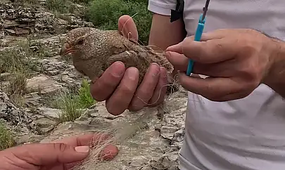 Ağlara takılan kum kekliği doğa fotoğrafçısı tarafından kurtarıldı