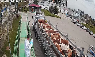 Bingöl'de kurbanlık hayvan sevkleri başladı