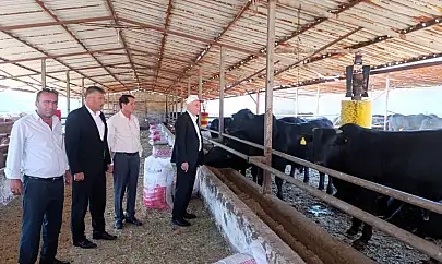 Bu yıl görülen şap virüsü daha ölümcül ve tehlikeli boyutta seyrediyor