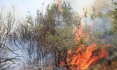 Çanakkale ve Bolu'da orman yangını