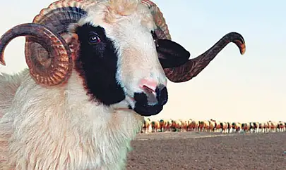 Kimler kurban kesmeli? Kurbanlıkta aranan özellikler neler olmalı?