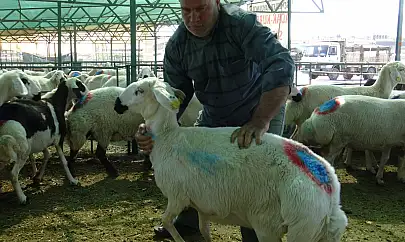 Kurban Bayramı yaklaşırken Malatya Canlı Hayvan Pazarı'nda hareketlilik arttı