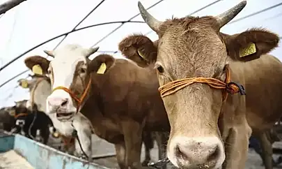 Kurban Vekaleti Ne Zaman ve Nasıl Verilir? – 2025 Diyanet'e Göre Rehber
