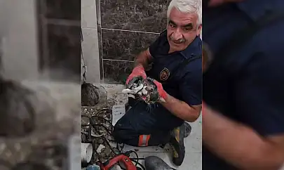 Malatya'da gider borusuna düşen yavru kedi bir saatlik çalışmayla kurtarıldı
