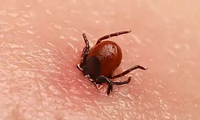 Sivas'ta KKKA nedeniyle ölenlerin sayısı 6'ya yükseldi