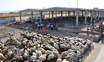 Tarım ve Orman Bakanlığından 'yapay et' iddialarına yanıt