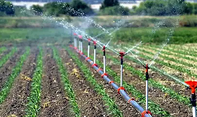 Tarımsal destek ödemeleri çiftçilerin hesaplarına aktarılıyor