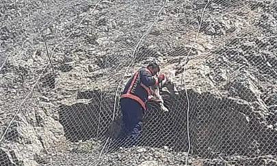 Tellerin arasına sıkışan yaban keçileri kurtarıldı