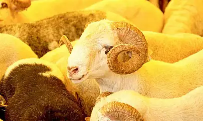 Ticaret Bakanlığından Kurban Bayramı öncesi denetim