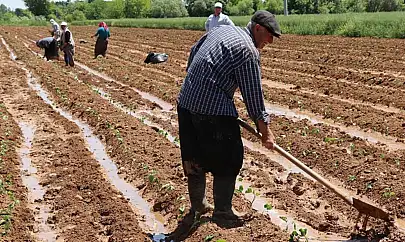 Üreticilere 5,1 milyar lira destekleme ödemesi yapılacak