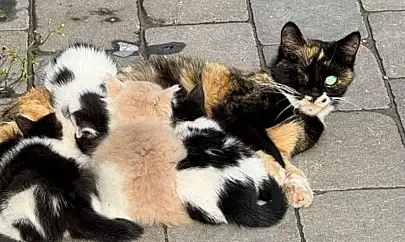 Yavruları Çalınan Kedinin çaresizliği