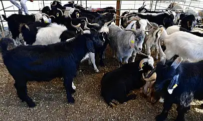 Yeşilyurt Belediyesi 41 Noktada Kurban Satış ve Kesim Yeri Belirledi