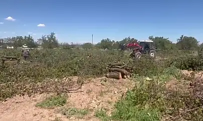 Zirai dondan etkilenen kayısı ağaçları odun fiyatına satılıyor