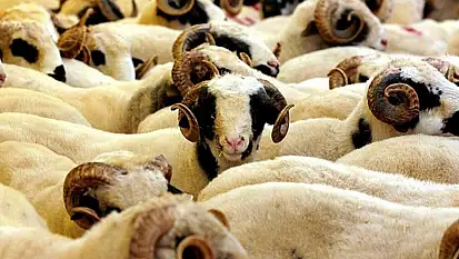 2025 Yılı Kurban Hizmetleri Tebliği Resmi Gazete'de yayımlandı