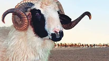 Kimler kurban kesmeli? Kurbanlıkta aranan özellikler neler olmalı?
