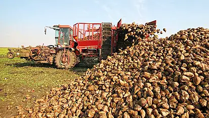 Pancar üreticilerine 2,5 milyar liralık ödeme