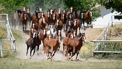 Sultansuyu Harası'ndan 70 Baş Safkan Arap Koşu Tayı Satışa Sunuluyor