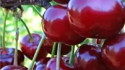 Uçak 'Don kirazı, kiraz ihracatı vurdu'