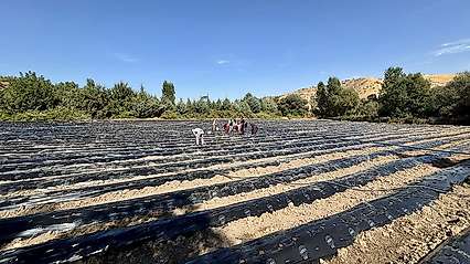 Akçadağ'da tarımsal üretime çilek katkısı