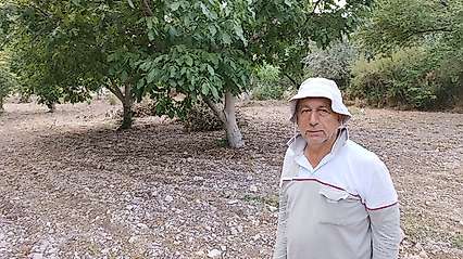 Darende'de ceviz hasadı başladı: 'Ceviz, kayısının sigortasıdır'