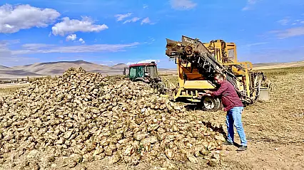 Darende'de pancar sökümü başladı, kazanç sıfırlandı