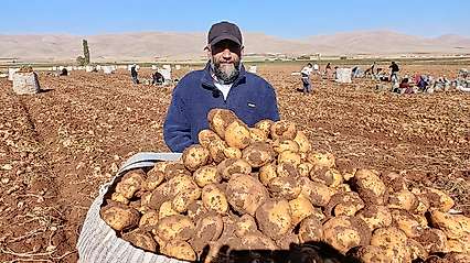 Darende'de Patates Bereketi: 20 Bin Ton Rekolte Bekleniyor
