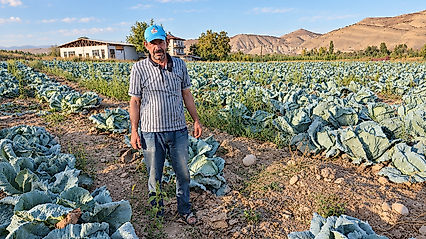 Darende'nin Gökyar Lahanası Tezgâhlarda Alıcı Buluyor