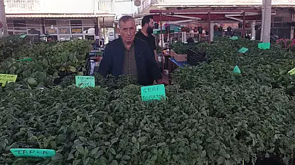 Don felaketinden sonra sebze fidelerine talep arttı