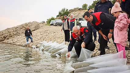 Malatya'da 6 İlçedeki Su Kaynaklarına 1 Milyon 300 Bin Sazan Yavrusu Bırakıldı