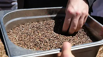 Malatya'da karabuğday hasadına başlandı