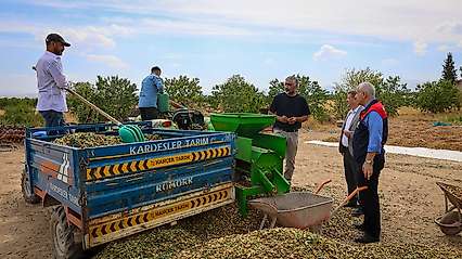 Malatya'da Kayısıya Alternatif Ürün: 45 Dönümlük Badem Bahçesinde Hasat Başladı