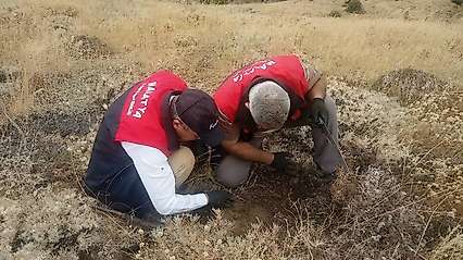 Malatya'da Süne Zararlısına Karşı Kışlak Kontrolleri Sürüyor
